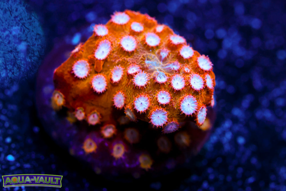 Marvel Cyphastrea