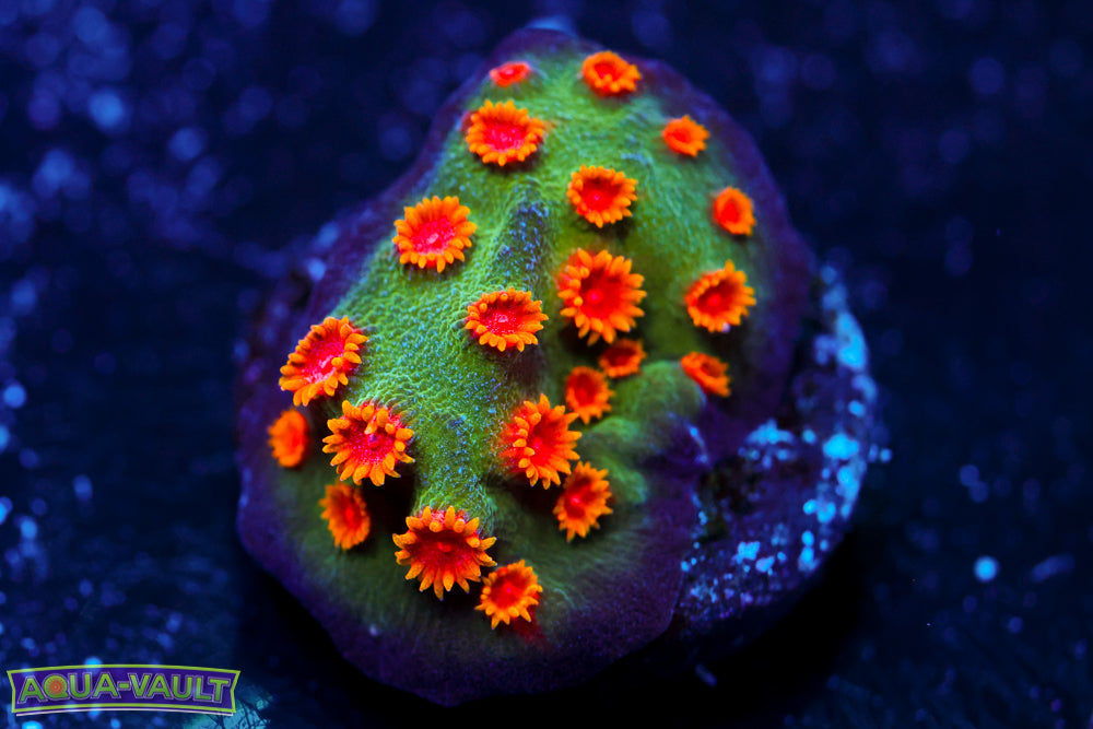 Firestorm Cyphastrea