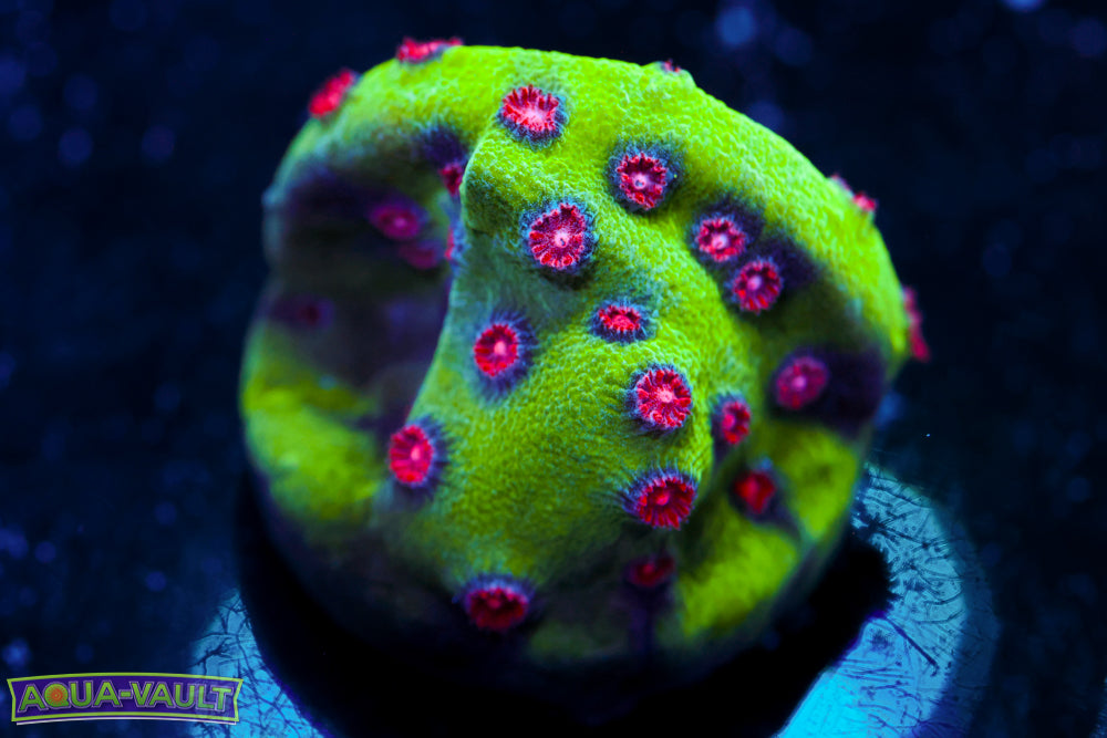 Alien Pox Cyphastrea