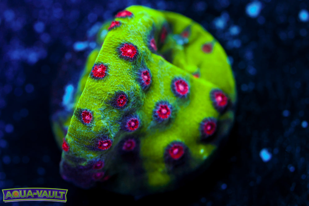 Alien Pox Cyphastrea