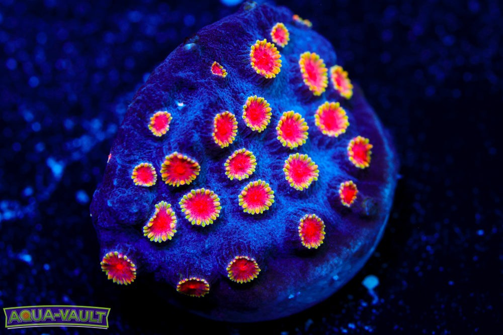 Bizarro Cyphastrea