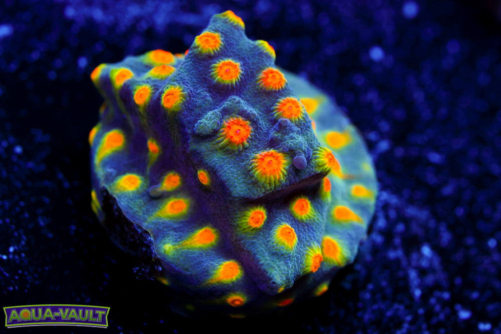 Buzz Lightyear Cyphastrea