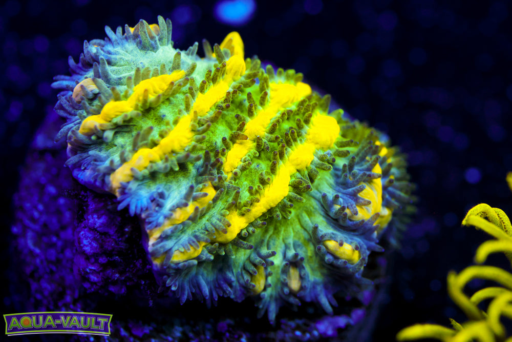 CV Emerald City Hydnophora