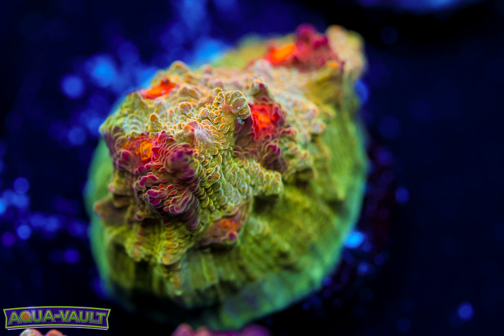 CV Deep Dish Chalice