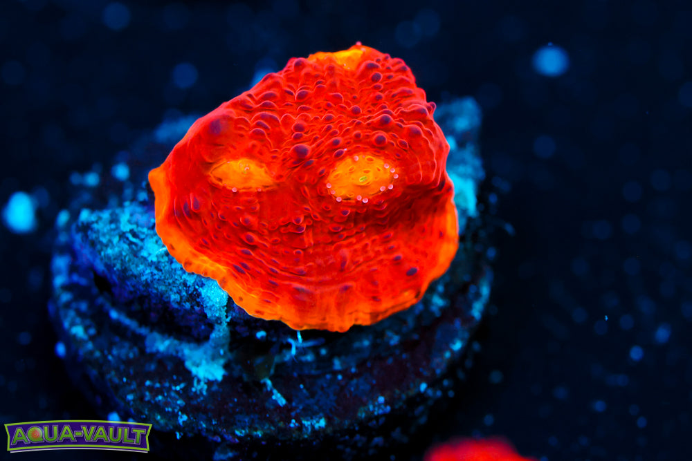 CB Flaming Bugatti Chalice