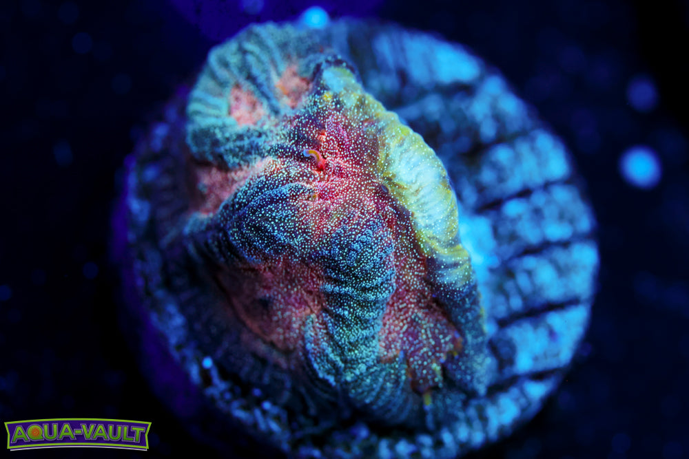 CV Mind Twister Platy