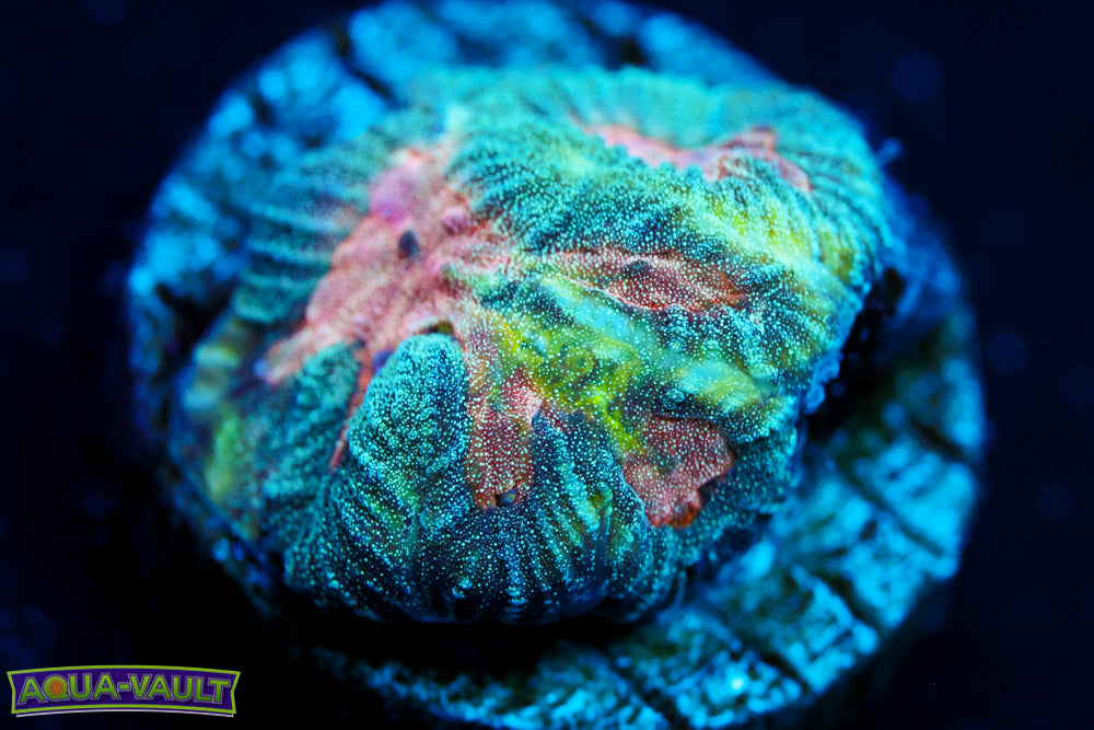 CV Mind Twister Platy