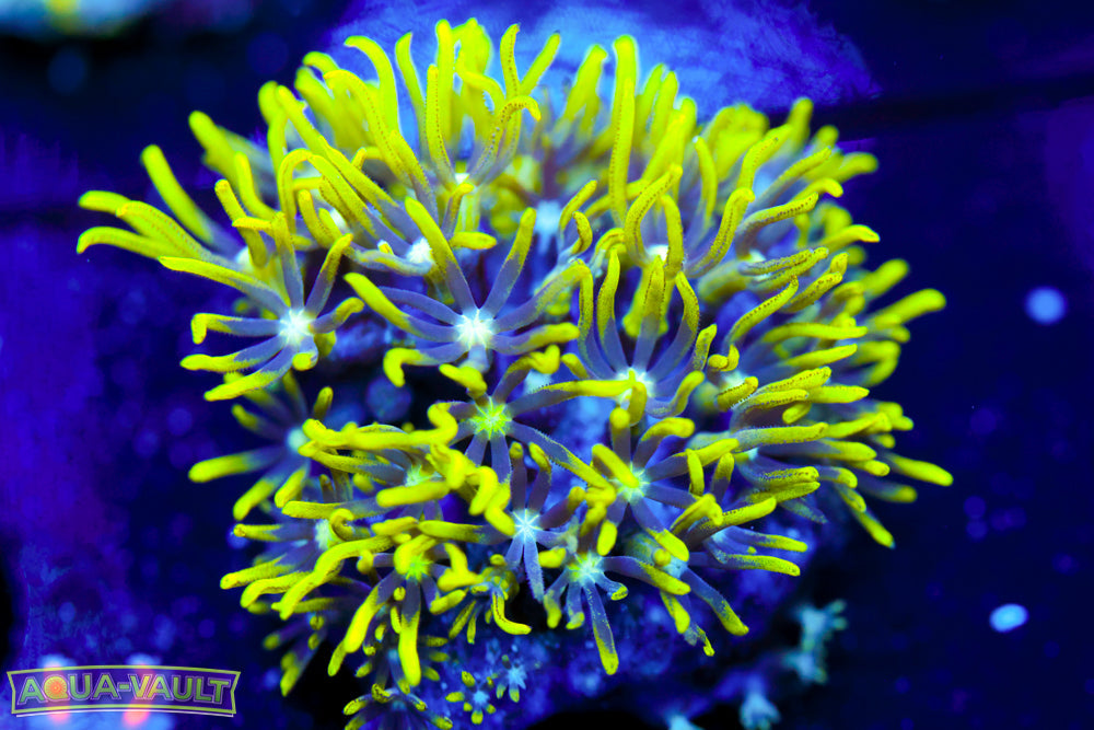 Green Star Polyp