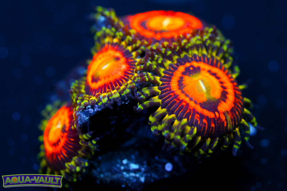 Rainbow Incinerator Zoa