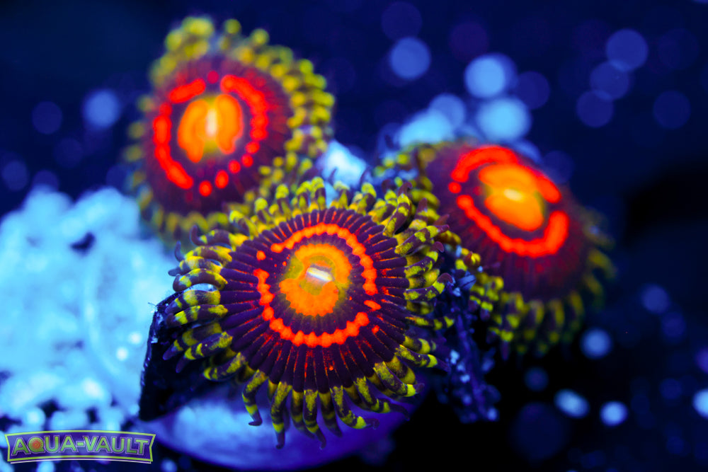 Rainbow Incinerator Zoa