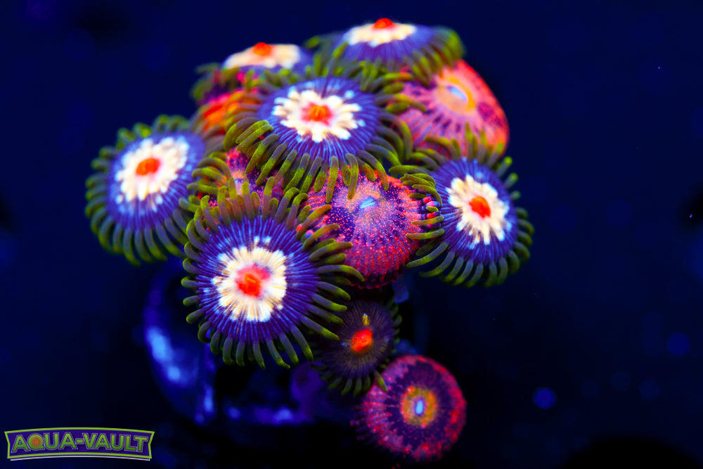 JF Stargazer + Crybaby Zoa