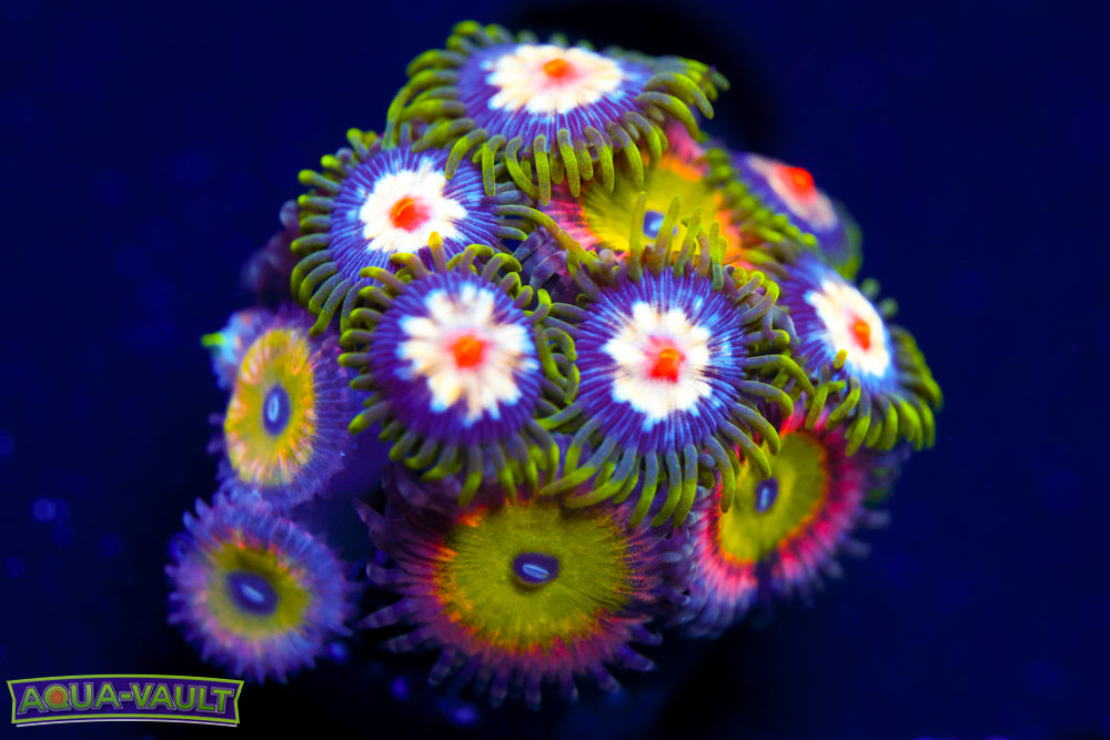 JF Stargazer + Pink Hippo Zoa