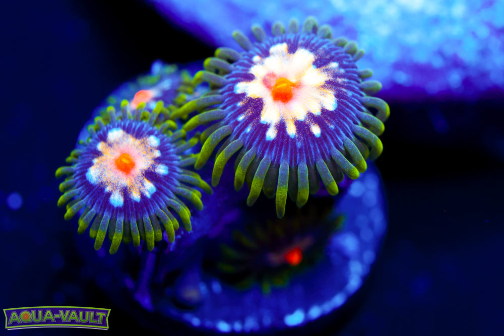 JF Stargazer Zoa