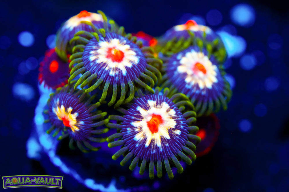 JF Stargazer + Random Zoa