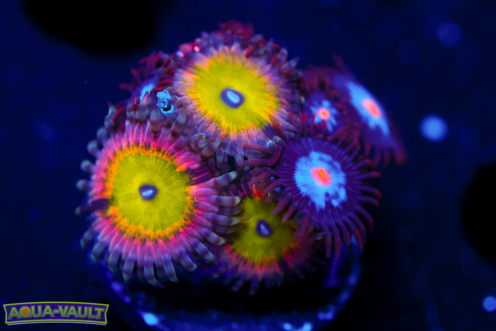 Pink Hippo + Mystique Zoa