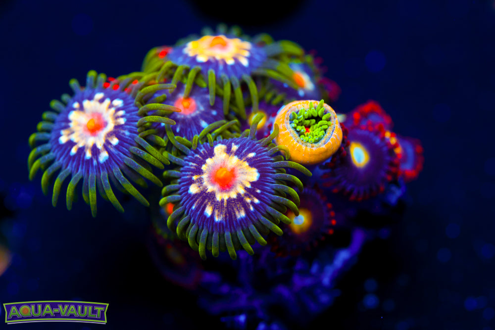 Mixed Zoa Frag