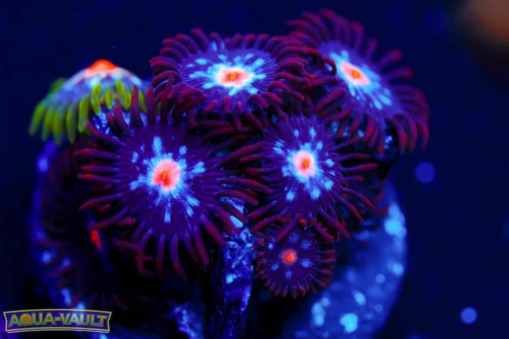 Mystique + JF Stargazer Zoa