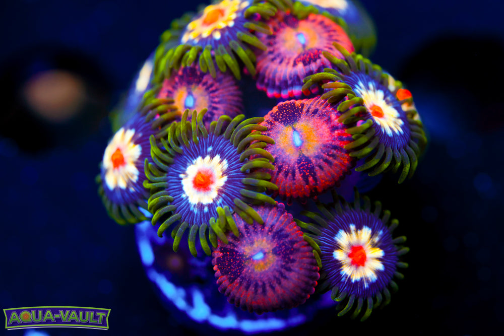 JF Crybaby + Stargazer Zoa