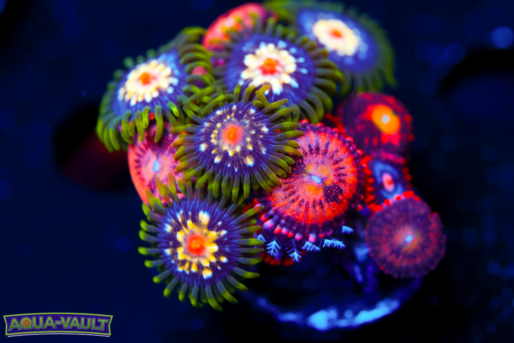 JF Crybaby + Stargazer Zoa