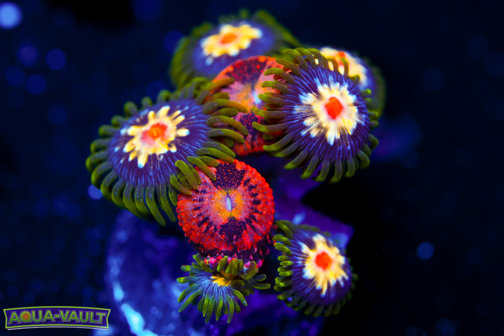 JF Crybaby + Stargazer Zoa