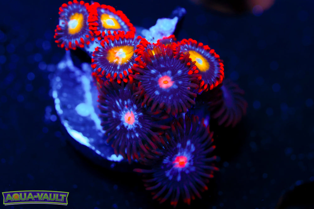 Circus Circus + Mystique Zoa