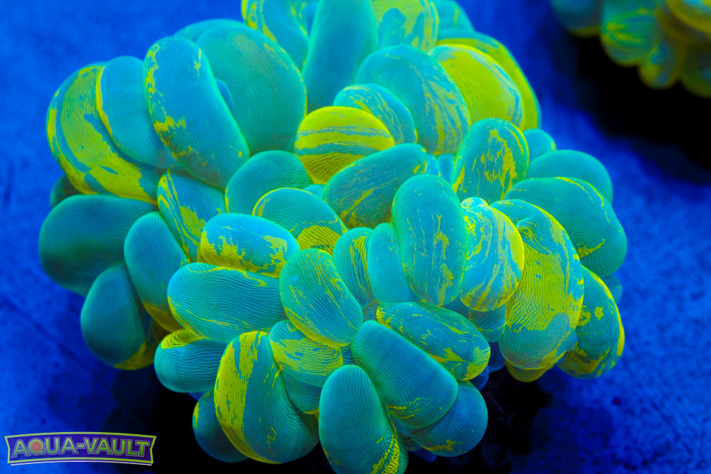 Toxic Splatter Bubble Coral