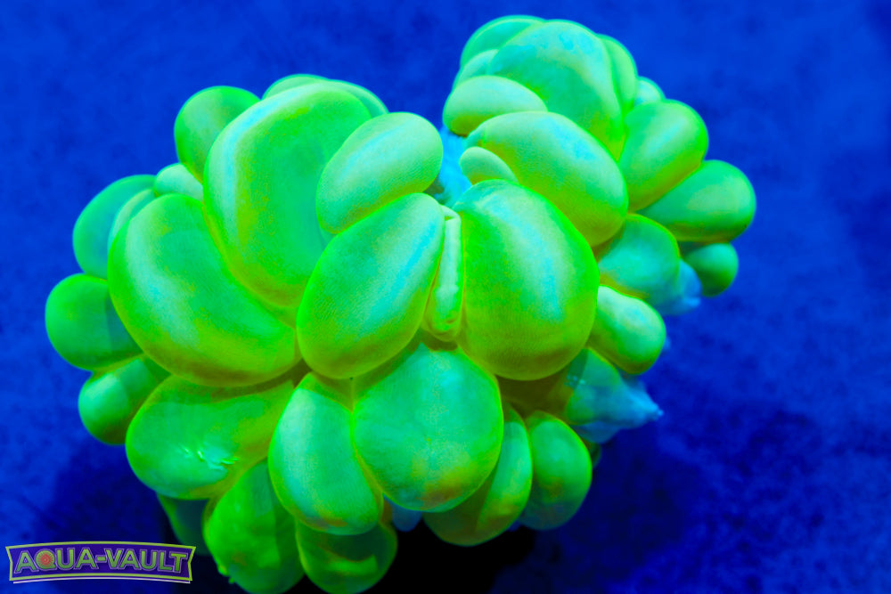 Toxic Bubble Coral