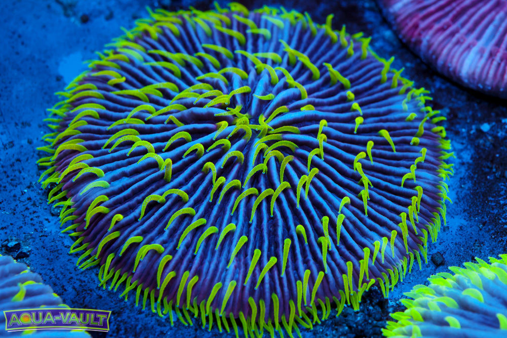 Green Tentable Plate Coral