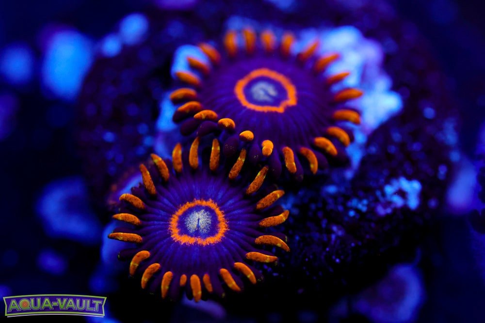 Blue Hornet Zoa