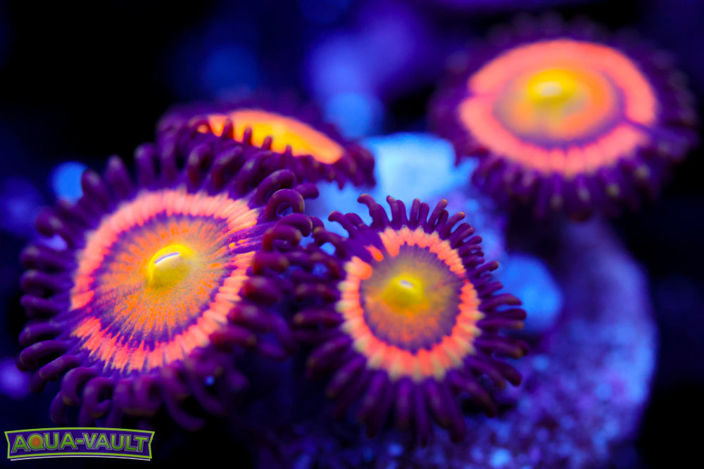 Citrus Cooler Zoa