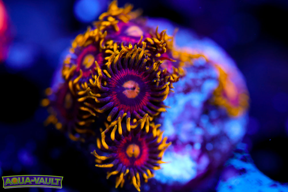 Joe's Crab Nebula Zoa