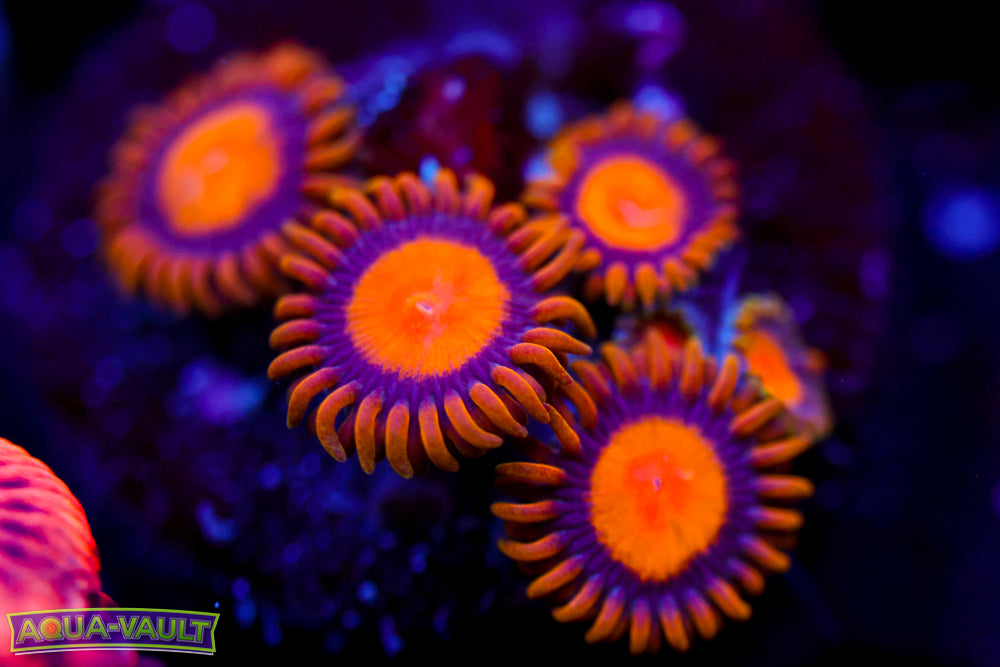 Sundial Zoa