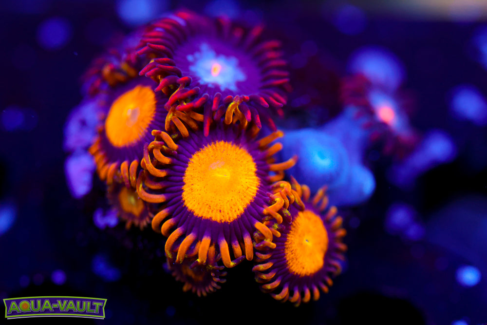 King Midas + Mystique Zoa