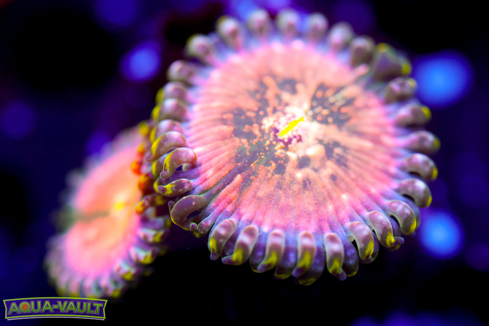 Cosmic PE Zoa