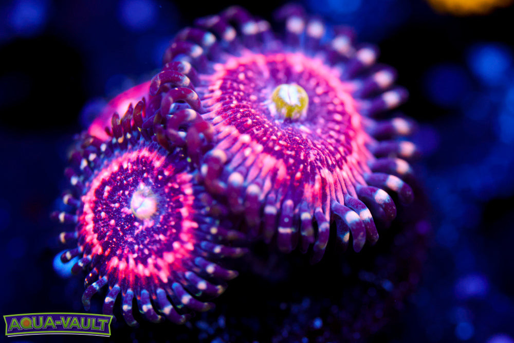 Pink Zipper Zoa