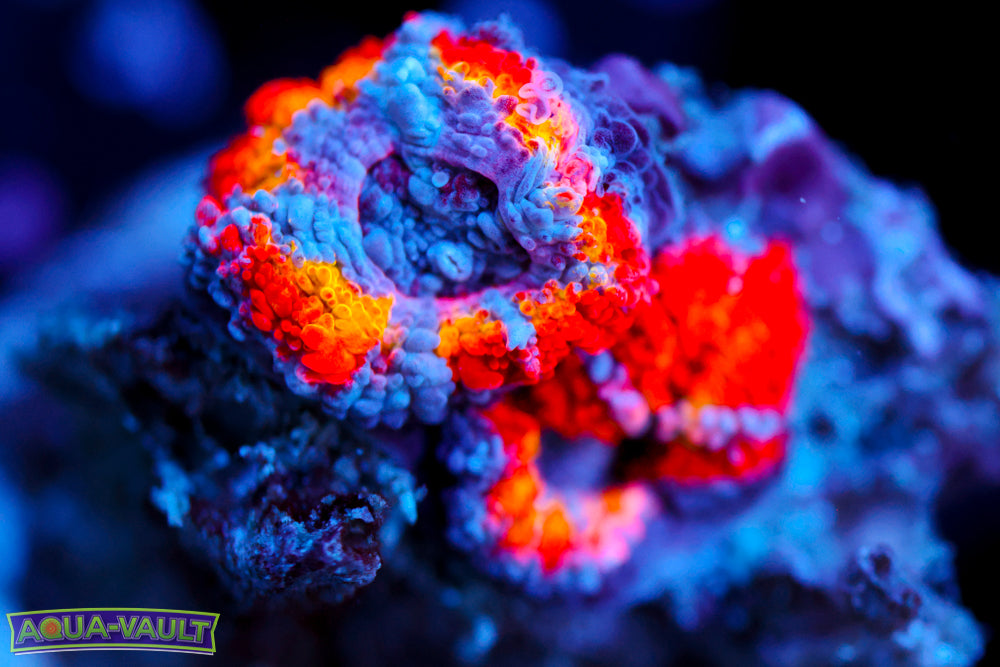 Rainbow Acan Frag