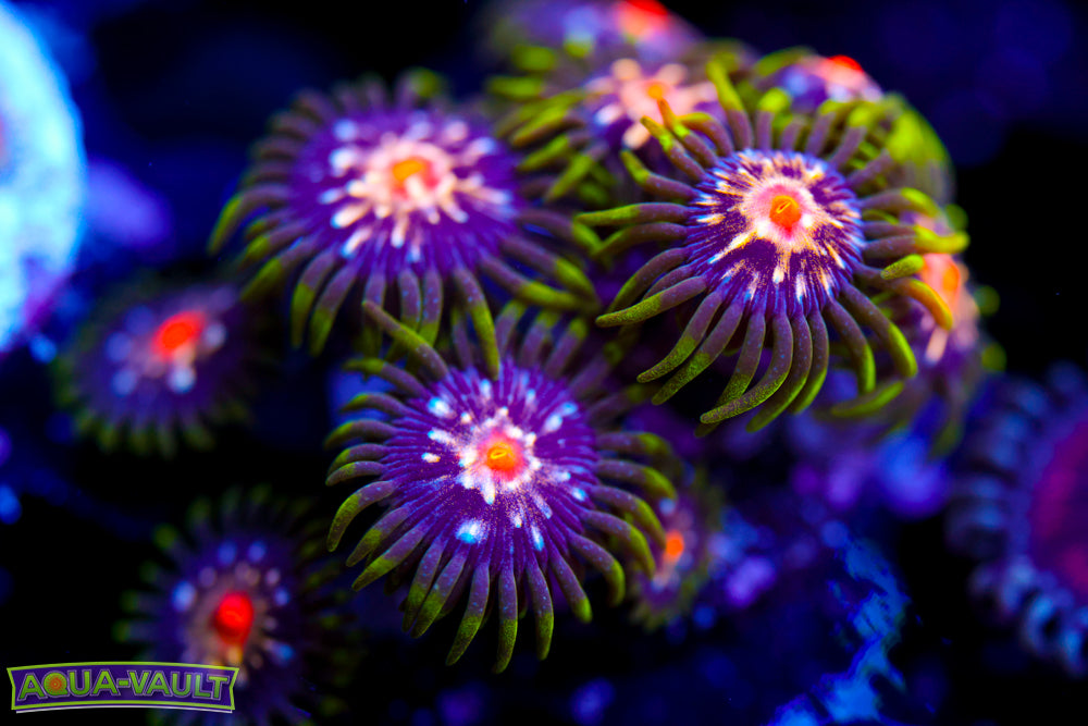 JF Stargazer Zoa