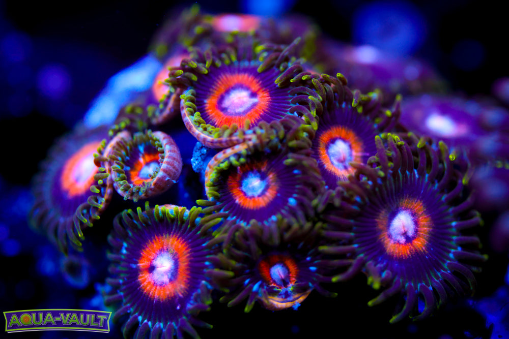 Ultra Nipple Zoa Colony