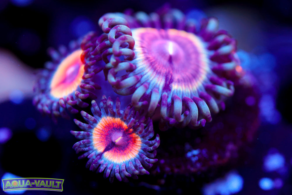 Peach Vamps Zoa