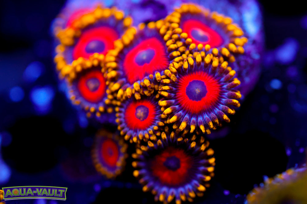 Eagle Eyes Zoa