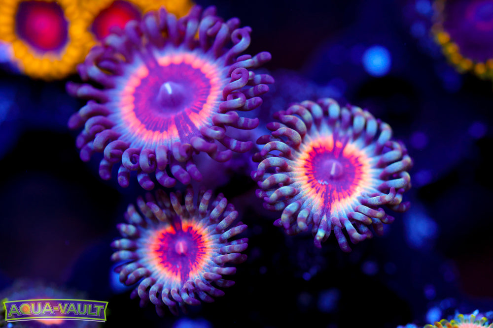 Solar Flare Zoa