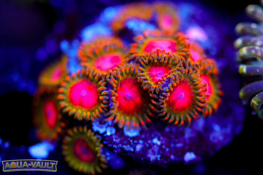 Awesome Blossom Zoa