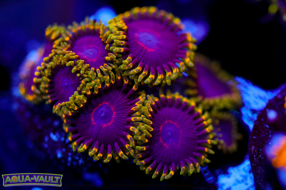 Joker Hornet Zoa