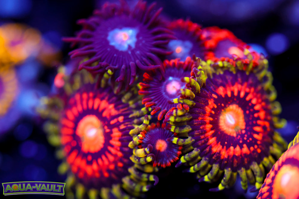 Mystique + Snitches + Rainbow Incinerator Zoa