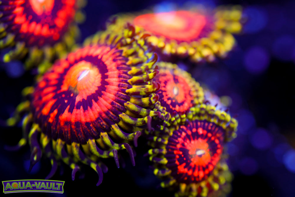 JF Rainbow Incinerator Zoa