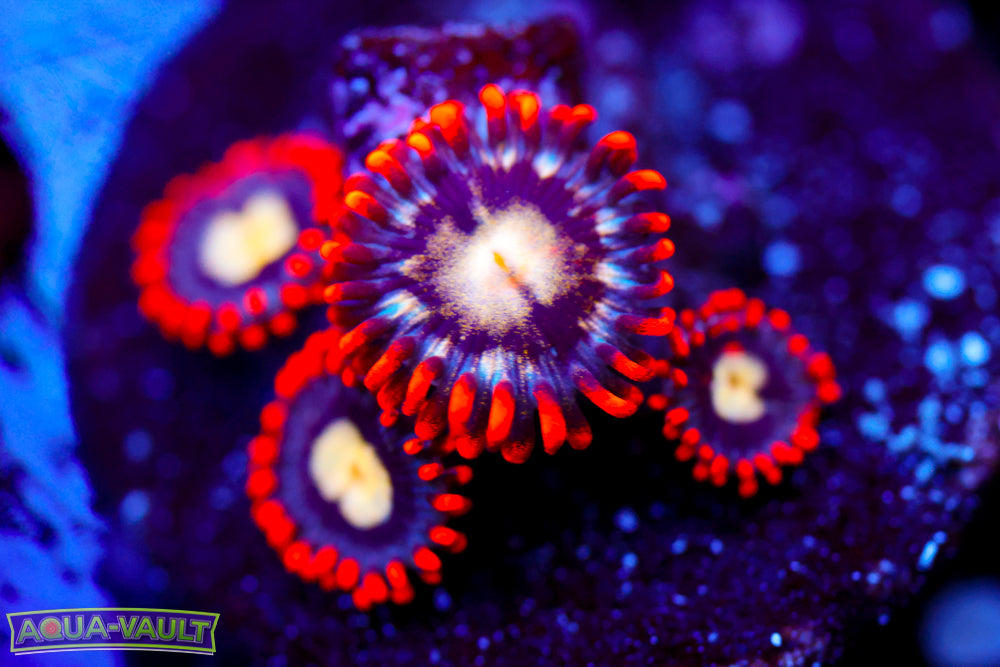 Firecracker Zoa