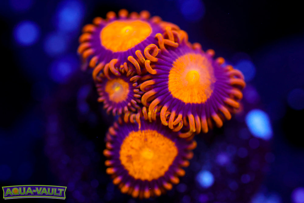 Kind Midas Zoa