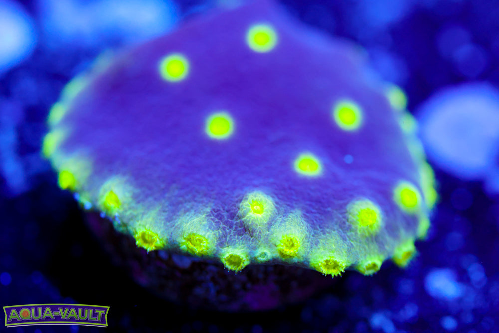 Neon Scroll Coral