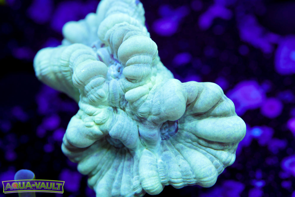 Teal Candy Cane Coral