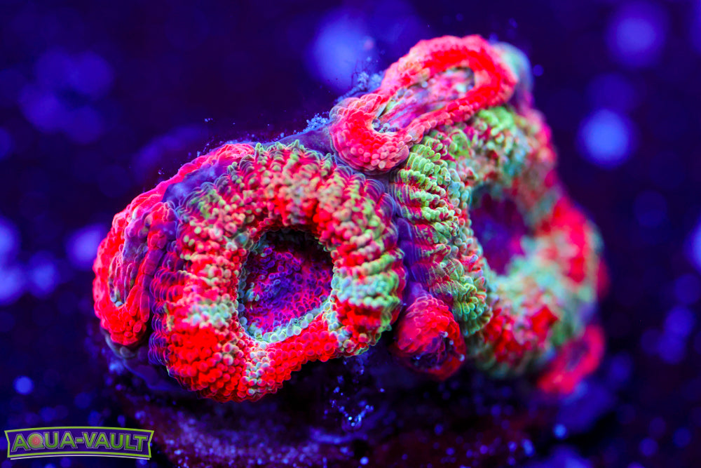 Rainbow Asian Acan